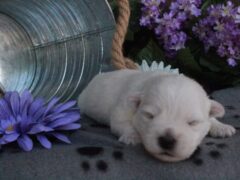 Photo3 for Layla