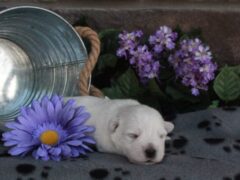 Photo4 for Layla