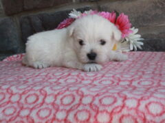 Photo2 for Layla