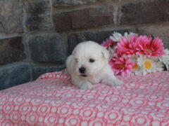 Photo1 for Layla