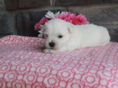 Photo3 for Layla