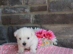 Photo4 for Layla