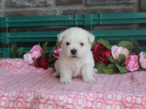 Image for Layla