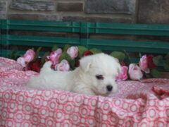 Photo3 for Layla