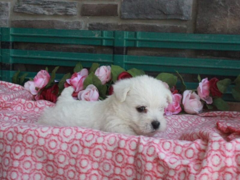 Layla image