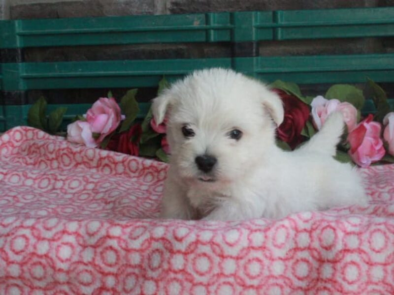 Layla image