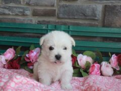 Photo1 for Layla