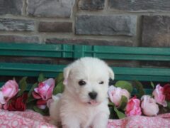Photo4 for Layla