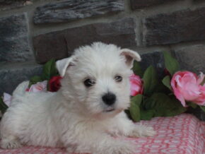 Image for Layla