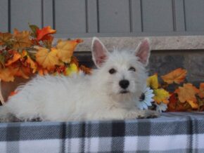 Photo of Layla