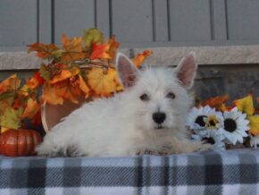 Photo of Layla