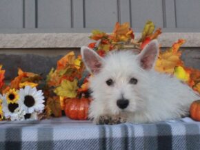 Photo of Layla