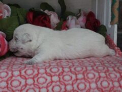 Photo2 for Lily