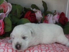 Photo3 for Lily