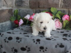 Photo2 for Lily