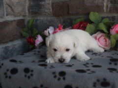 Photo1 for Lily