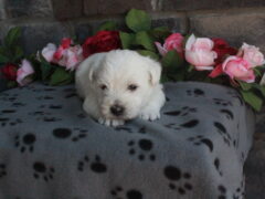 Photo3 for Lily
