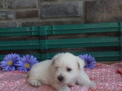 Photo1 for Lily