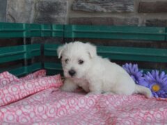 Photo3 for Lily