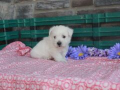 Photo4 for Lily