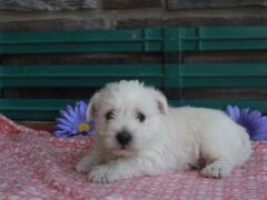 Photo2 for Lily