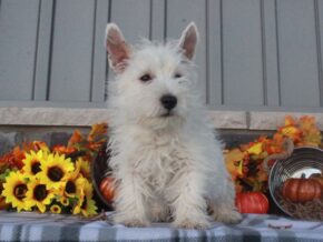 Image for Lily