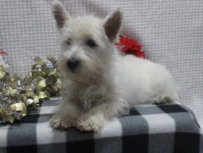 Photo of Lily