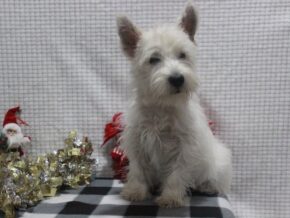 Photo of Lily