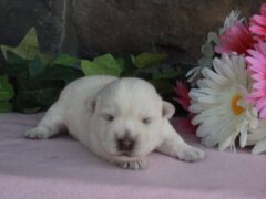 Photo4 for Luna