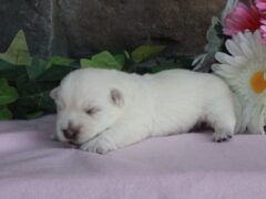 Photo2 for Luna