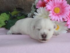 Photo3 for Luna
