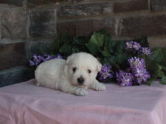 Photo1 for Luna