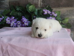 Photo3 for Luna