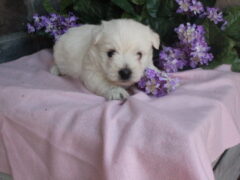 Photo2 for Luna