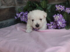 Photo4 for Luna