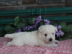 Photo3 for Luna