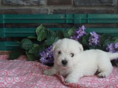 Photo2 for Luna