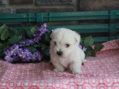 Photo4 for Luna