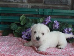 Photo1 for Luna