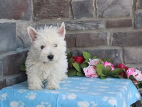 Photo of Luna