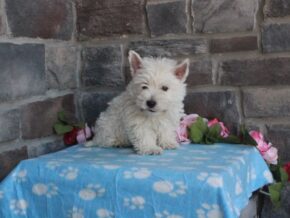 Photo of Luna