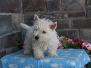 Photo of Luna