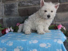 Photo of Luna
