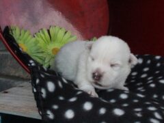 Photo1 for Oliver