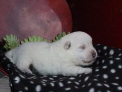 Photo2 for Oliver