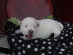Photo3 for Oliver
