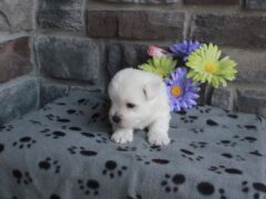 Photo4 for Oliver