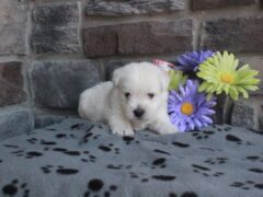 Photo3 for Oliver