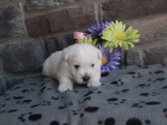 Photo2 for Oliver