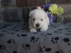 Photo1 for Oliver